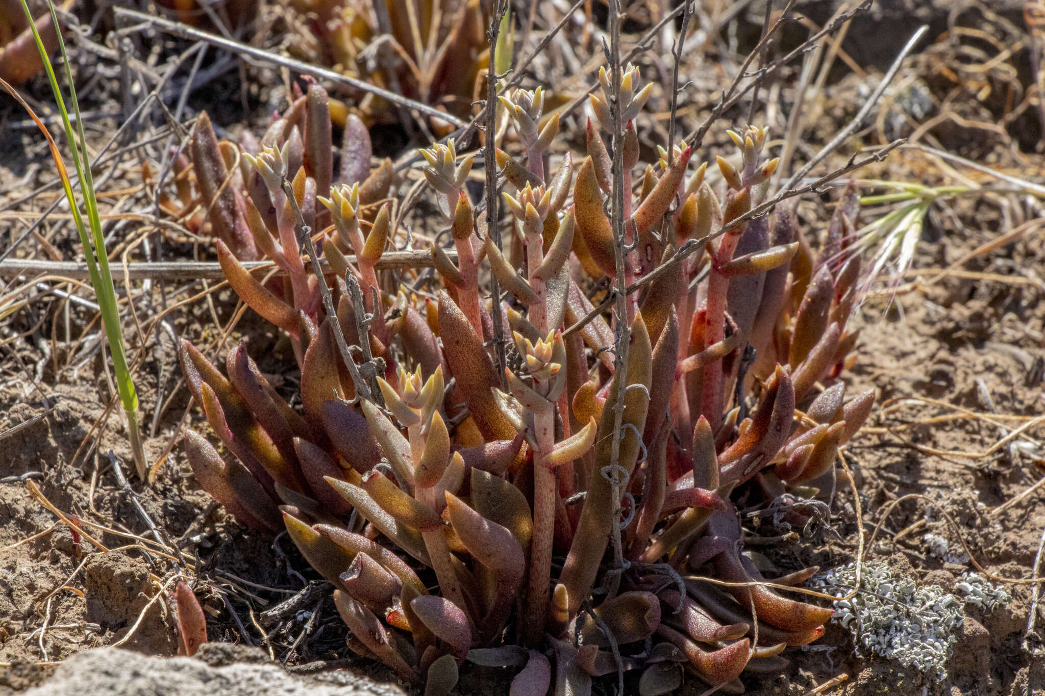 Image of Conejo dudleya