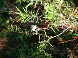 Imagem de Rhododendron tomentosum (Stokes) Harmaja