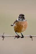 Image of African Stonechat