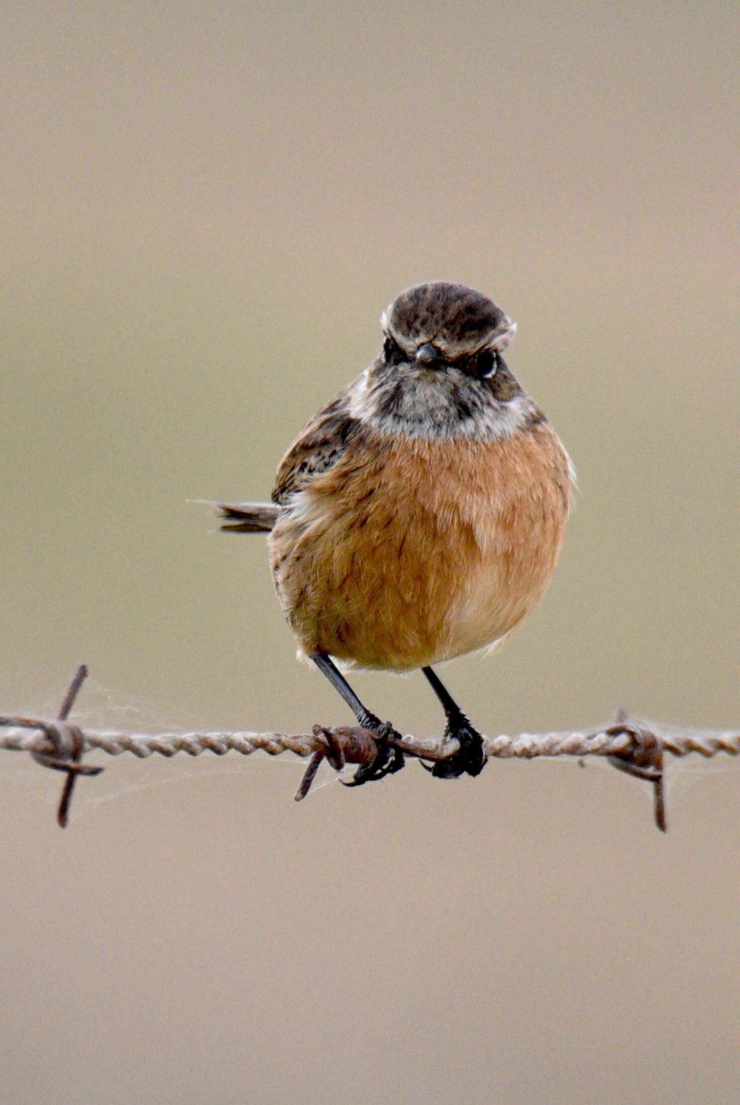 Image of African Stonechat