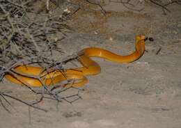 Image of Cape cobra