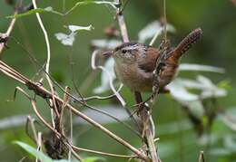 Image of Marsh Wren