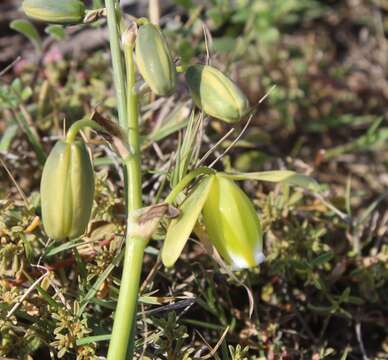 Image of Albuca acuminata Baker