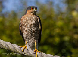 Image of Eurasian Sparrowhawk