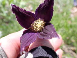 Image of hairy clematis