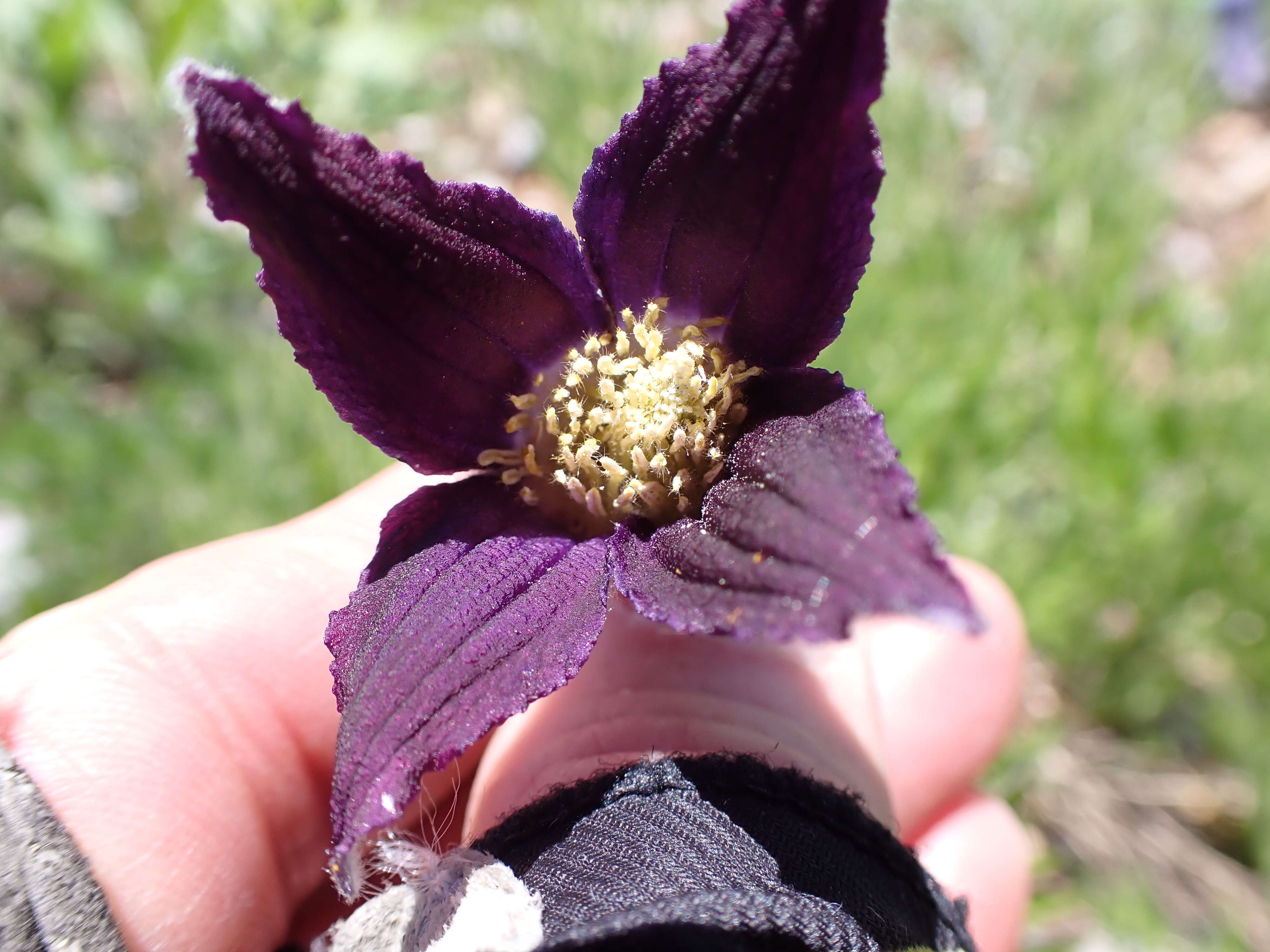 Image of hairy clematis