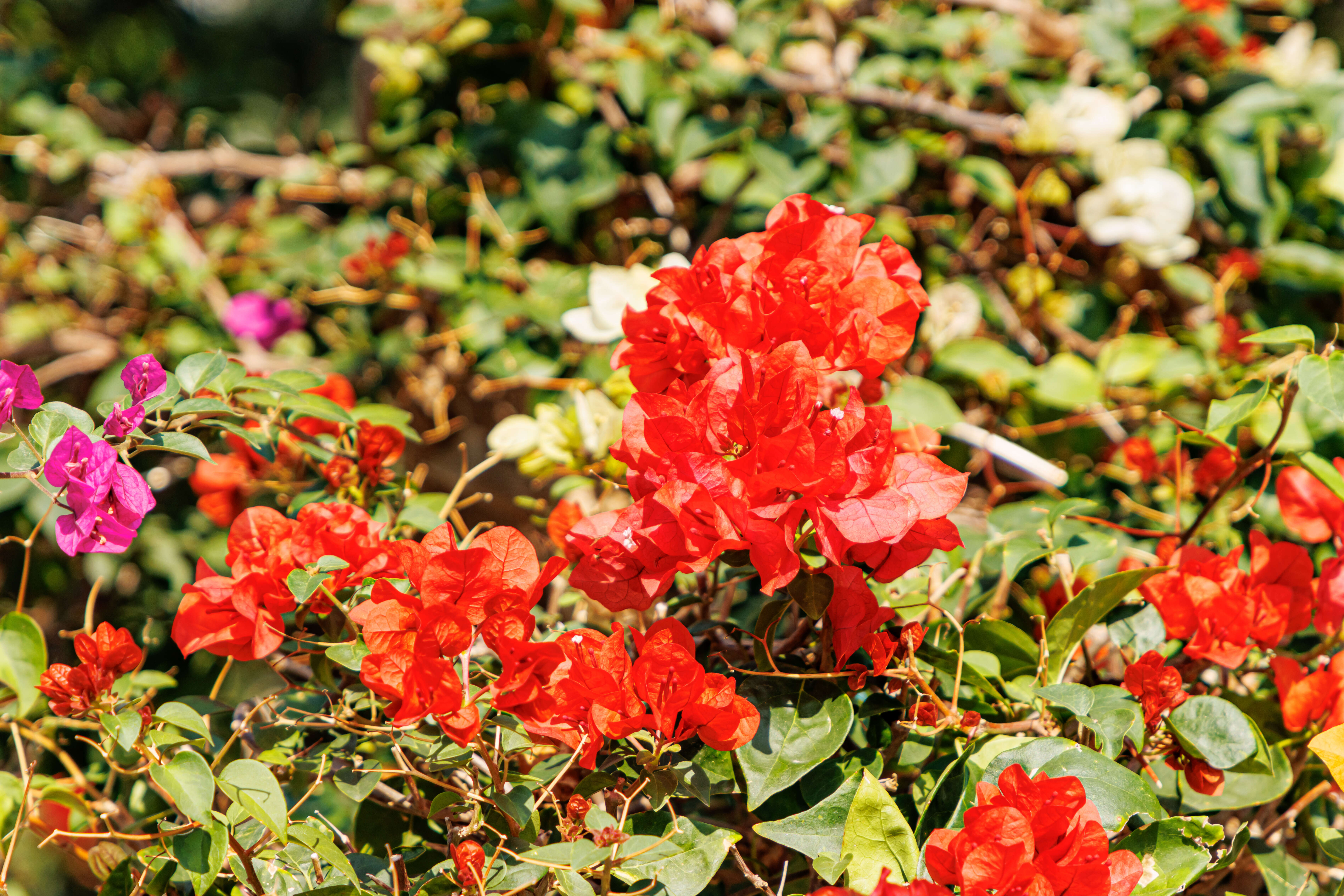 Слика од Bougainvillea