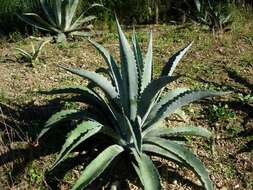 Слика од Agave sobria Brandegee