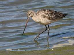 Image of Marbled Godwit