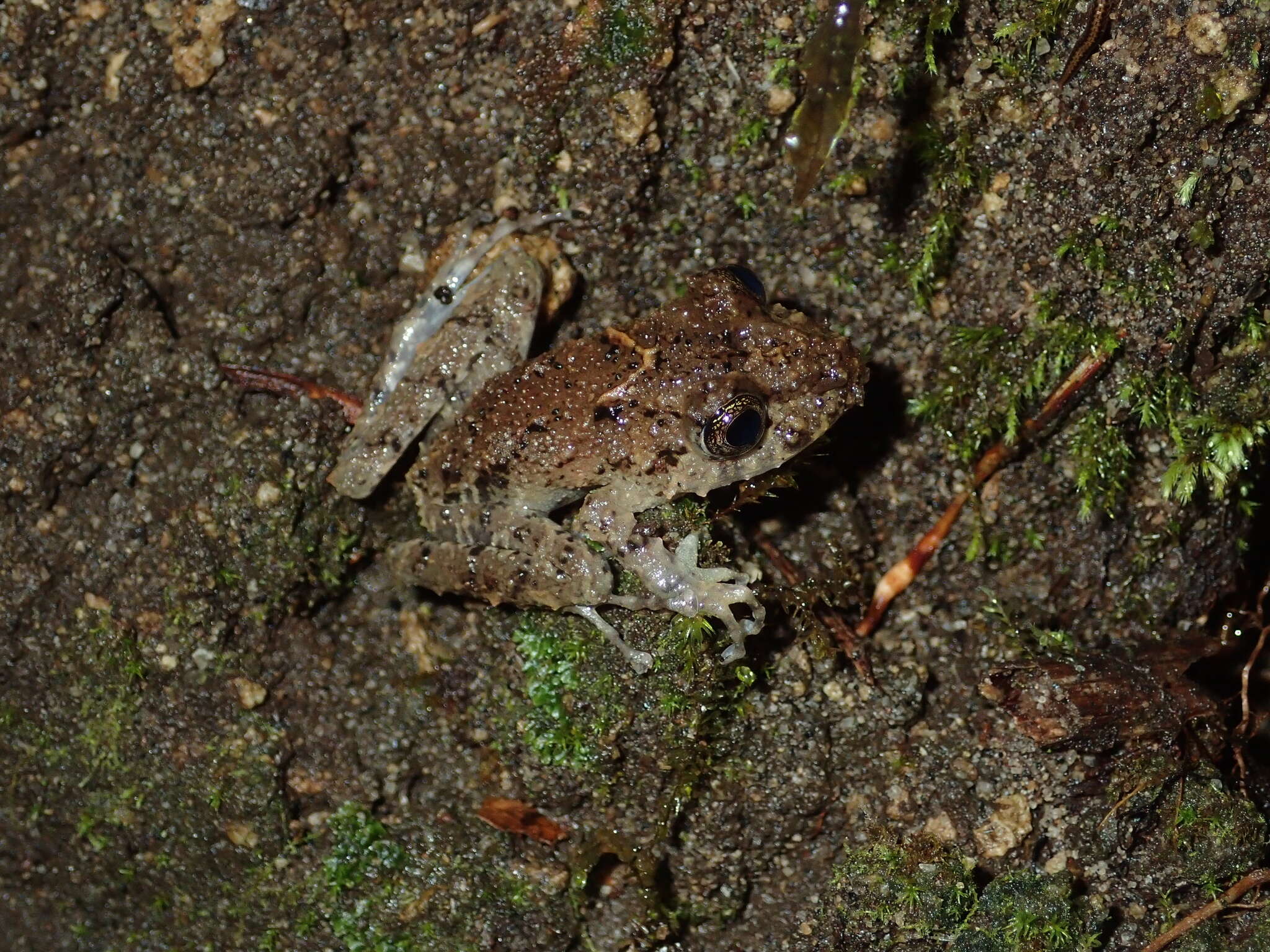 Image of Spring robber frog