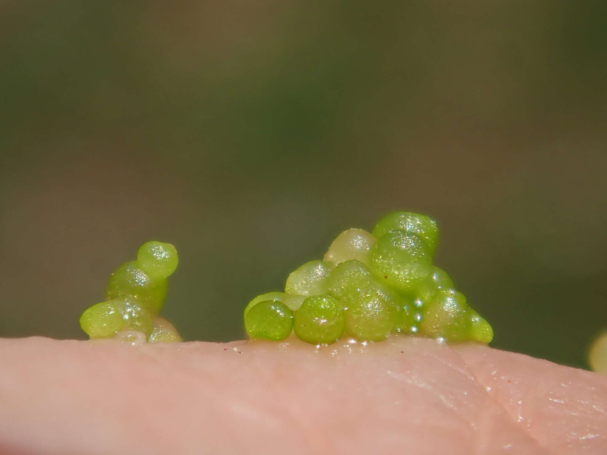 Image of Rootless Duckweed