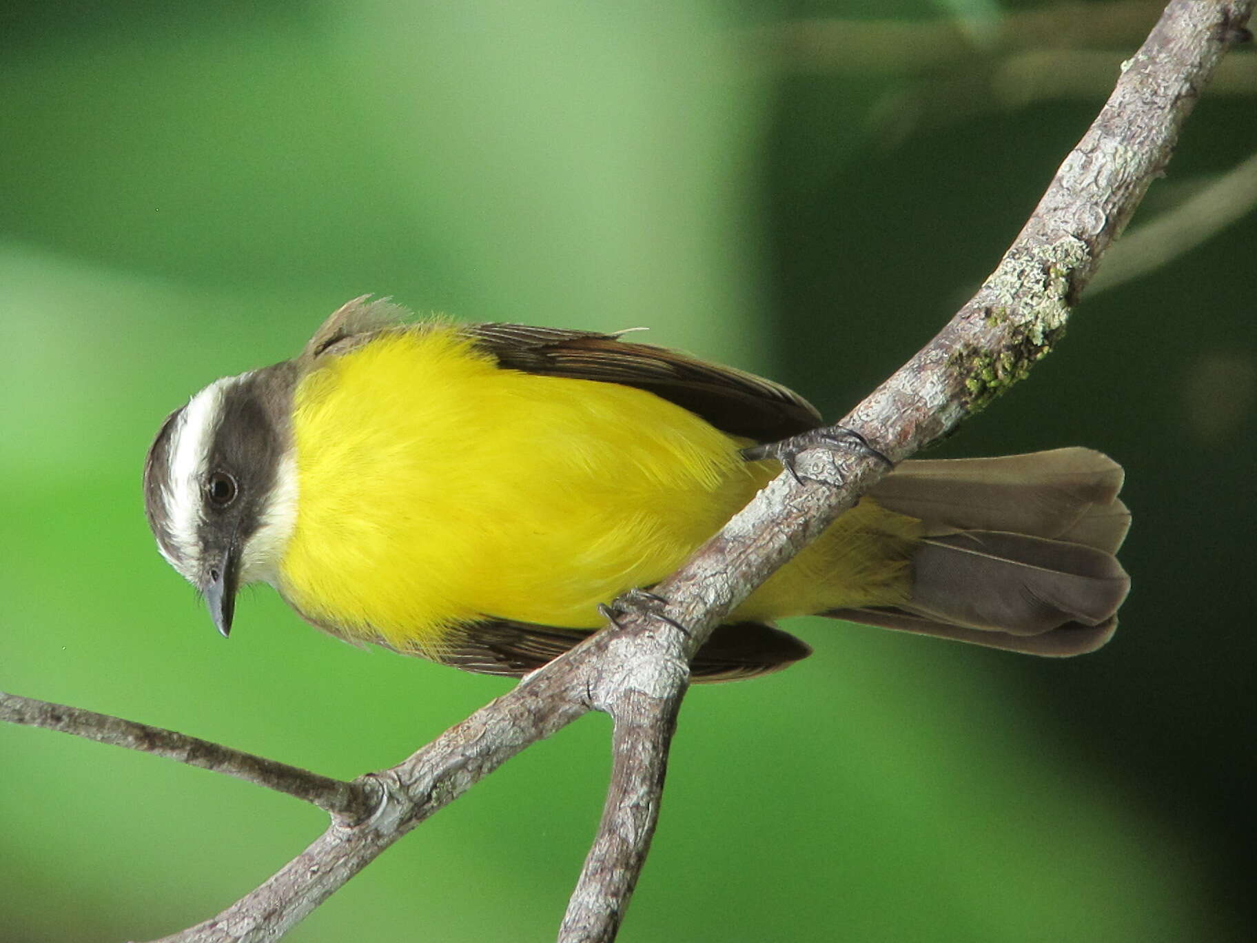 Image of Rusty-margined Flycatcher