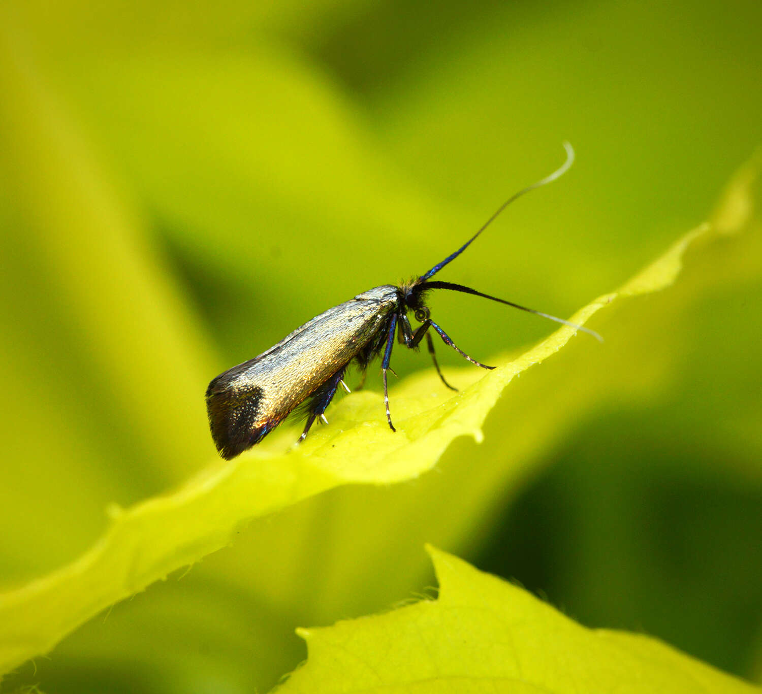 Image of Adela reaumurella