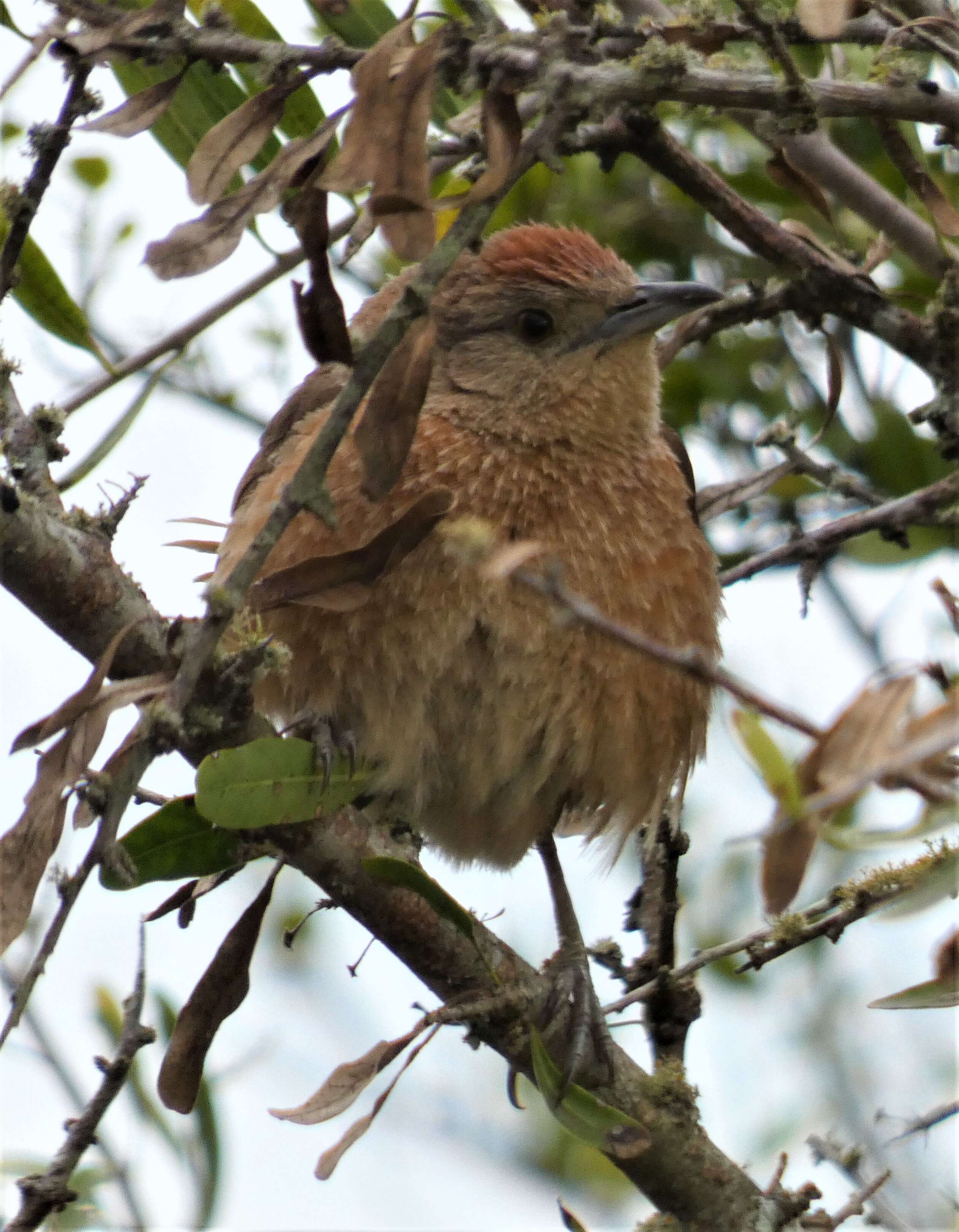 Image of Freckle-breasted Thornbird