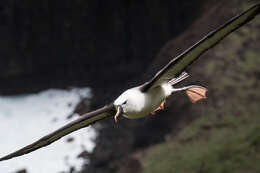 Image de Albatros de Carter