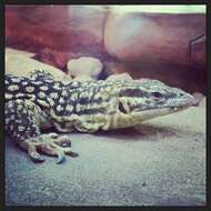 Image of ridge-tailed monitor