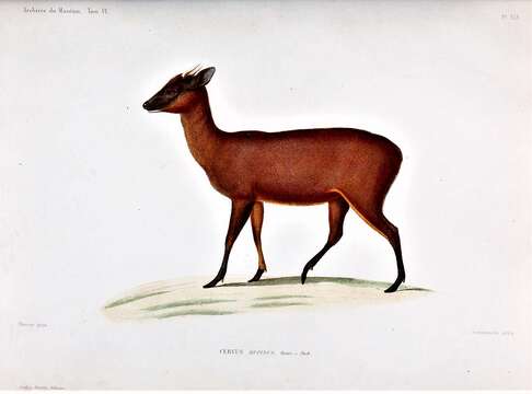 Image of Dwarf Red Brocket