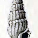 Image of Crassispira tasconium (Melvill & Standen 1901)