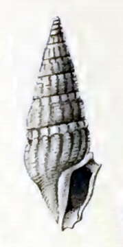 Image of Crassispira tasconium (Melvill & Standen 1901)