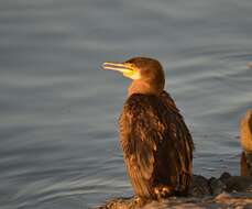 Image of Black Shag