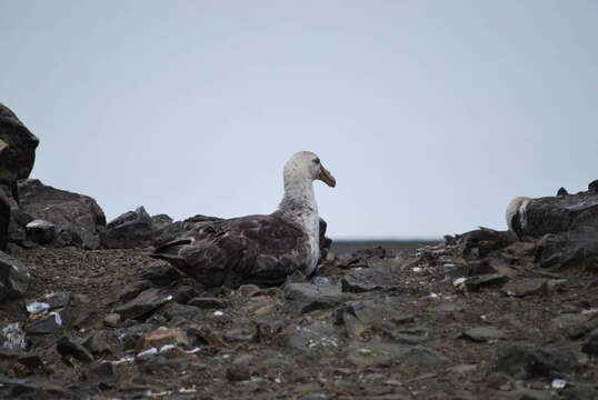 Image of Antarctic Giant-Petrel