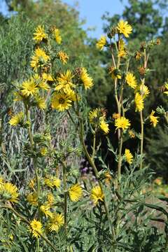 Silphium laciniatum L. resmi