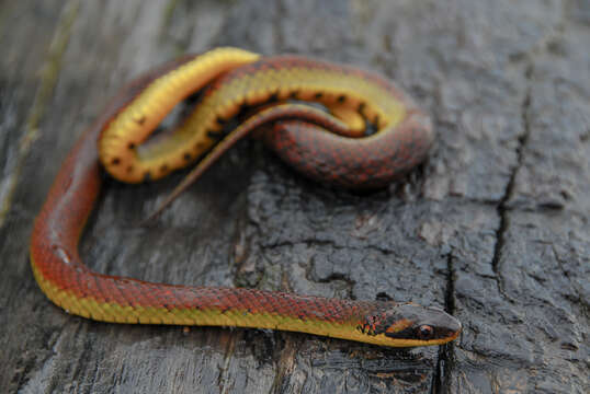 Imagem de Erythrolamprus dorsocorallinus (Esqueda, Natera, la Marca & Ilija-Fistar 2007)