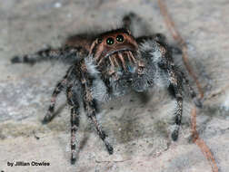 Image of Phidippus asotus Chamberlin & Ivie 1933