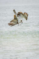 Image of ospreys