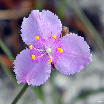 Image of Florida scrub roseling