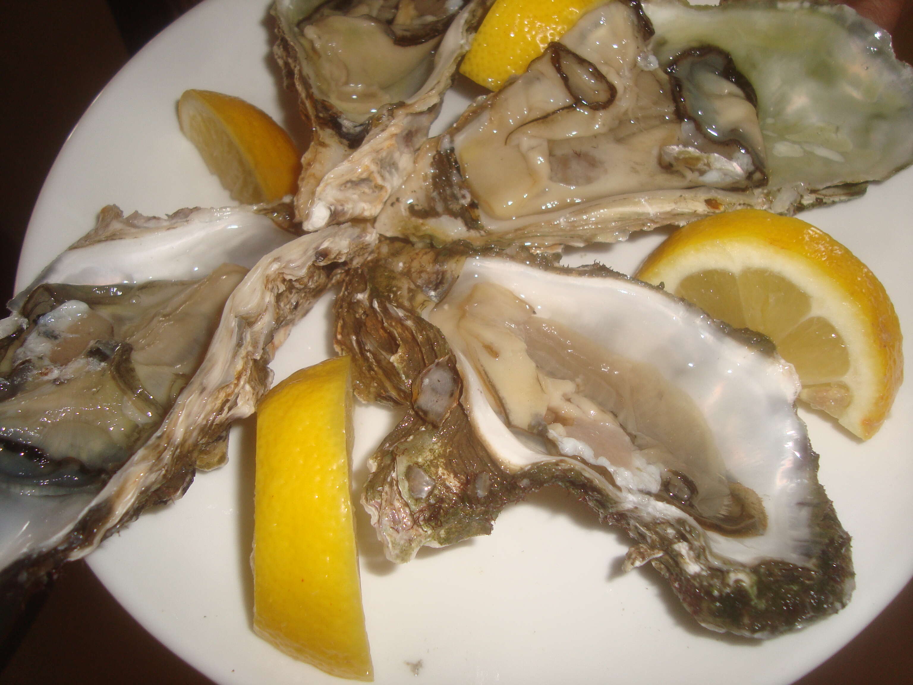 Image of Native oyster