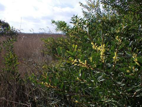 Imagem de Acacia longifolia (Andrews) Willd.