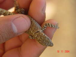 Image of Socorro Island Tree Lizard