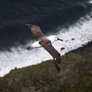 Image de Albatros de Carter