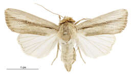 Imagem de Leucania stenographa