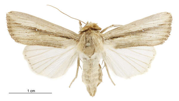 Image de Leucania stenographa