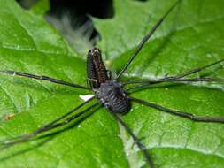 Image of Pantopsalis albipalpis