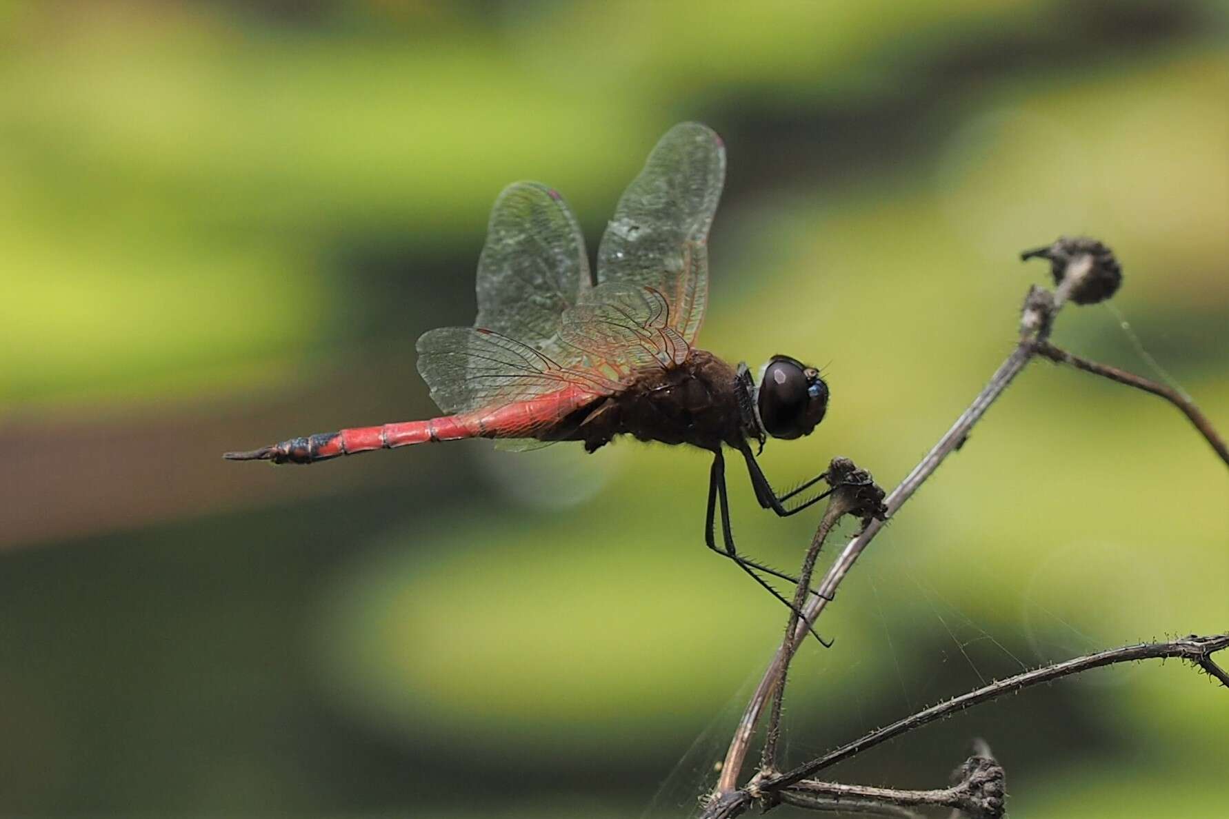 Image of Red Glider Dragonfly