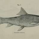 Plancia ëd Crossocheilus diplochilus (Heckel 1838)