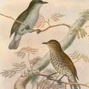 Rhamphocharis crassirostris Salvadori 1876的圖片