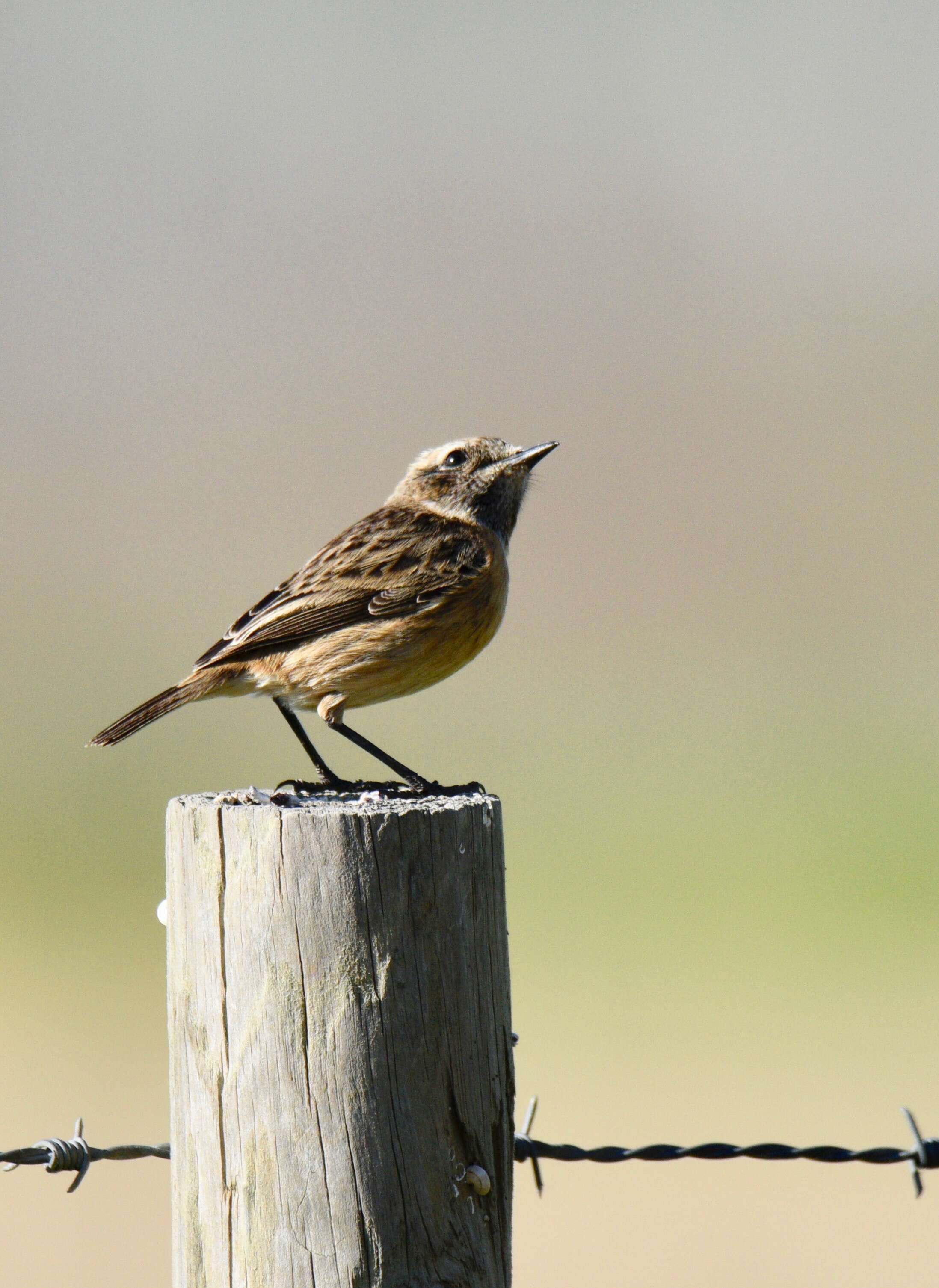 Image of African Stonechat