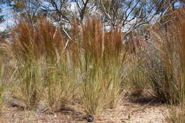 Image of Austrostipa nodosa (S. T. Blake) S. W. L. Jacobs & J. Everett