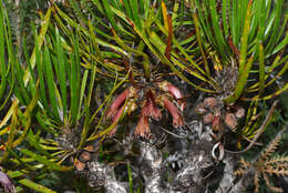 Image of Melaleuca pachystachya (Benth.) Craven & R. D. Edwards