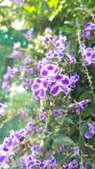 Duranta resmi