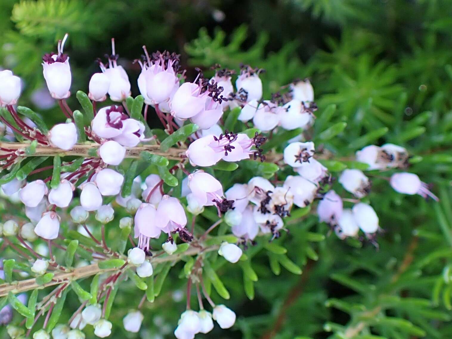 Image of Cornish heath