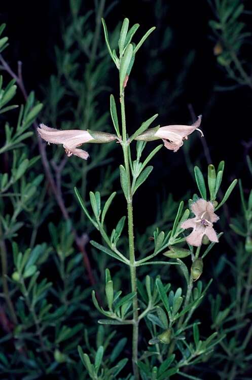Image of Gaping Mint-bush