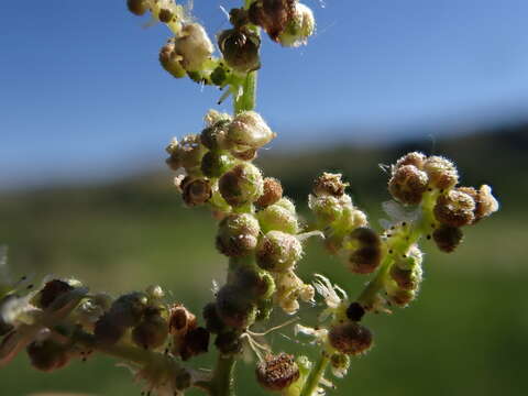 Image of California nettle