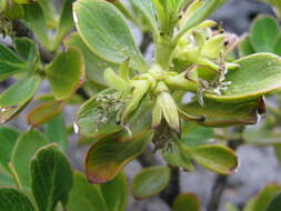 Image of alpine mirrorplant