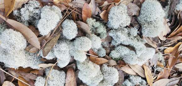 Imagem de Cladonia evansii Abbayes