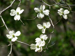 Image of flowering dogwood